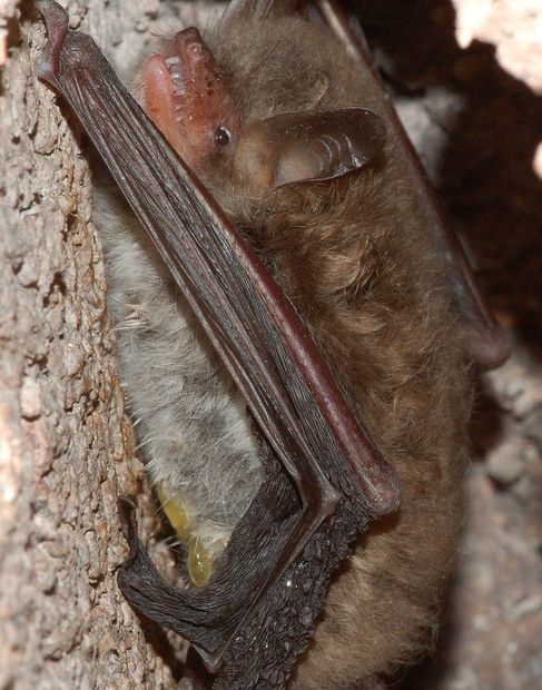  p>水鼠耳蝠(学名: i>myotis daubentonii /i>),是蝙蝠科,鼠耳蝠属