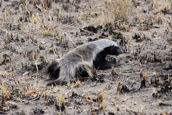 lemmaid="1591030">鼬科 /a> a target="_blank" href="/item/蜜獾属