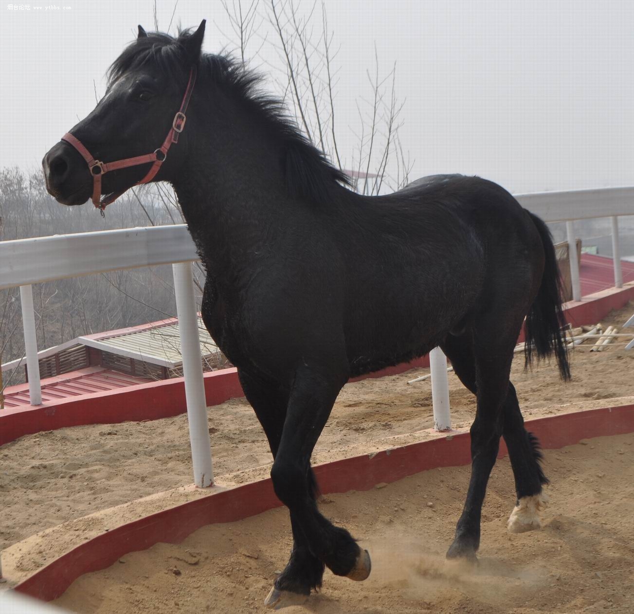 奥尔洛夫快步马