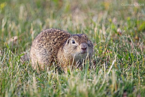 dauricus /i>)别名黄鼠,蒙古黄鼠,草原黄鼠,豆鼠子,大眼贼,属于啮齿目