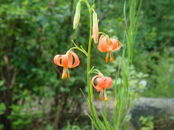 lilium callosum