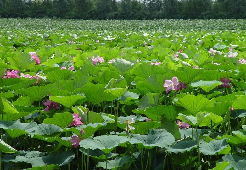 沈阳西湖