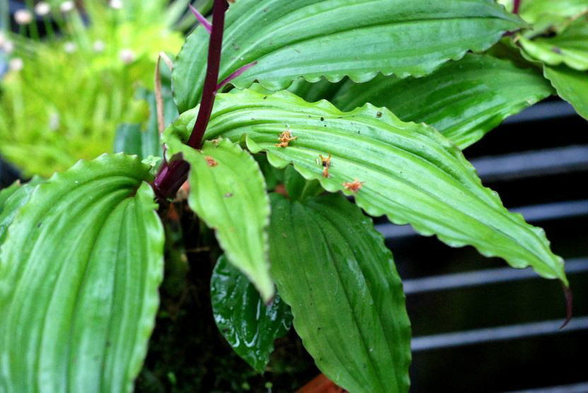  p>紫背沼兰(学名: i>malaxis roohutuensis /i>  (fukuyama) s. s.