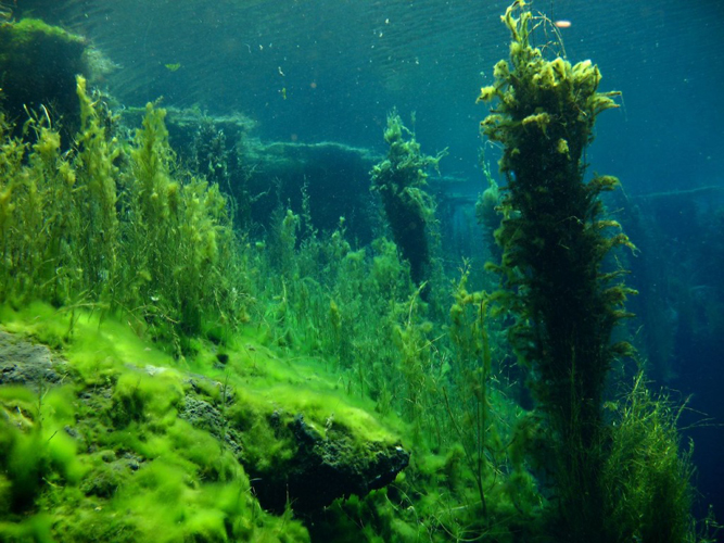 kelp forest