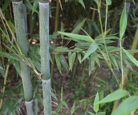  p>红壳雷竹(学名: i>phyllostachys incarnata /i> wen)是 a href="