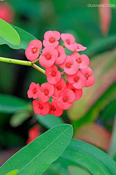  p>大戟科是 a target="_blank" href="/item/被子植物门/229000"