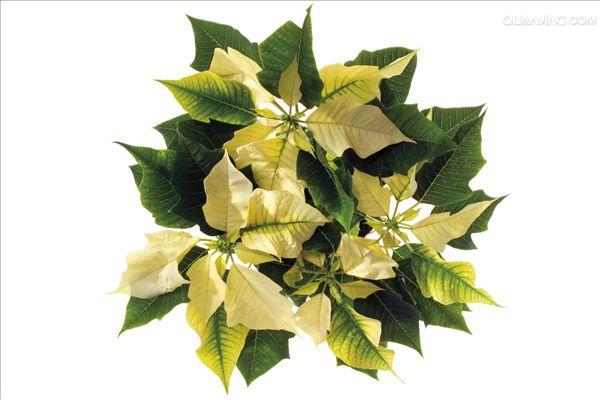  p data-id="go00m9ohqa">大戟科是 a target="_blank" href="/item