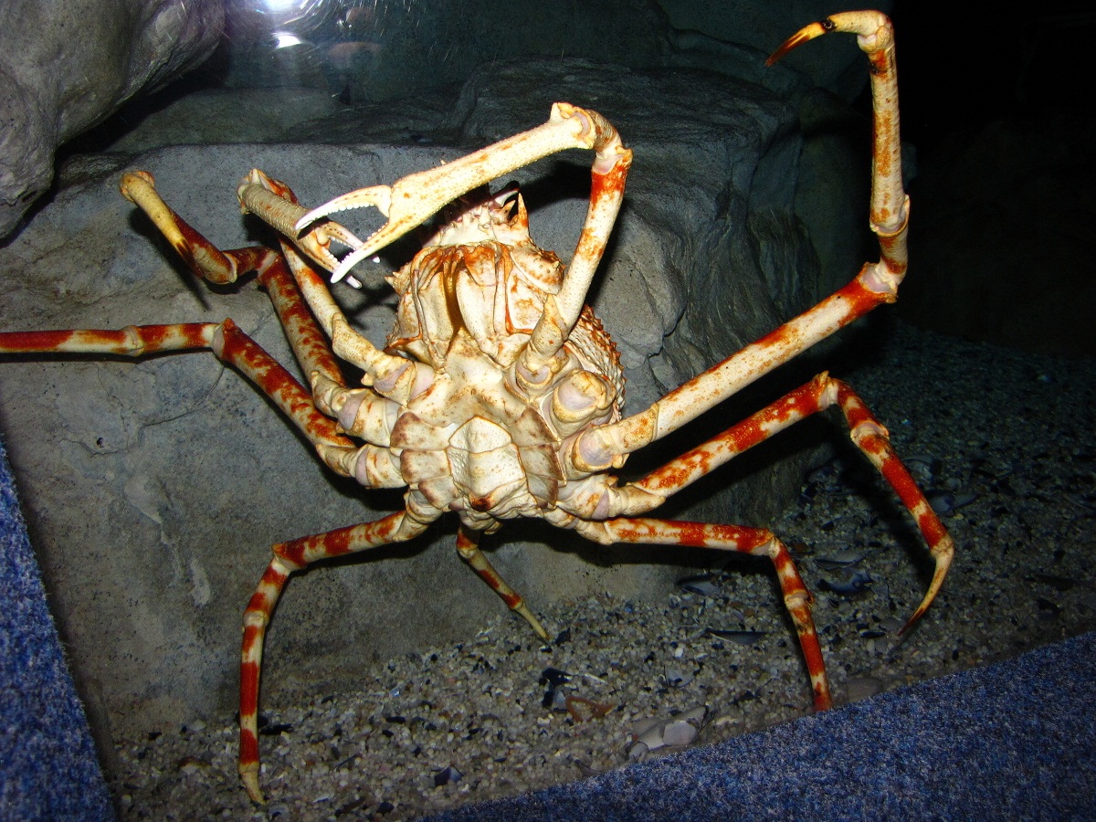 甲壳动物大多数生活在海洋里,少数栖息在淡水中和陆地上;虾,蟹等甲壳