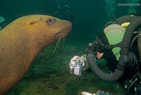  i>eumetopias jubatus  /i>),是海狮科,北海狮属动物