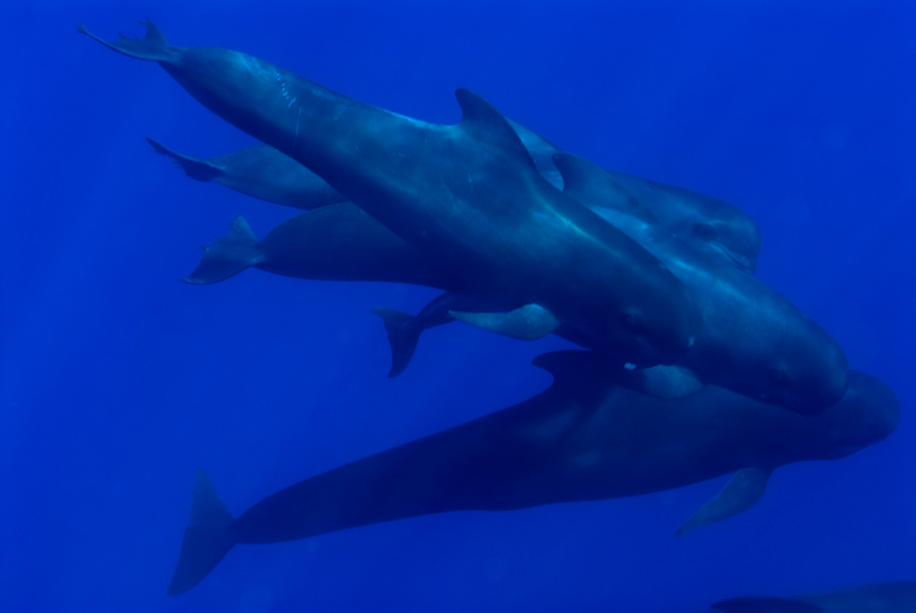 long-finned pilot whale