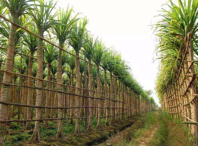  p>木格白玉蔗"也简称"玉蔗","白玉蔗",又专称"木格白玉蔗",是广西 a