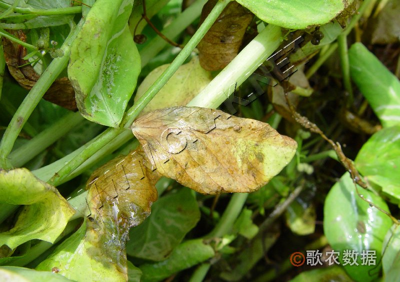 荷兰豆细菌性叶斑病