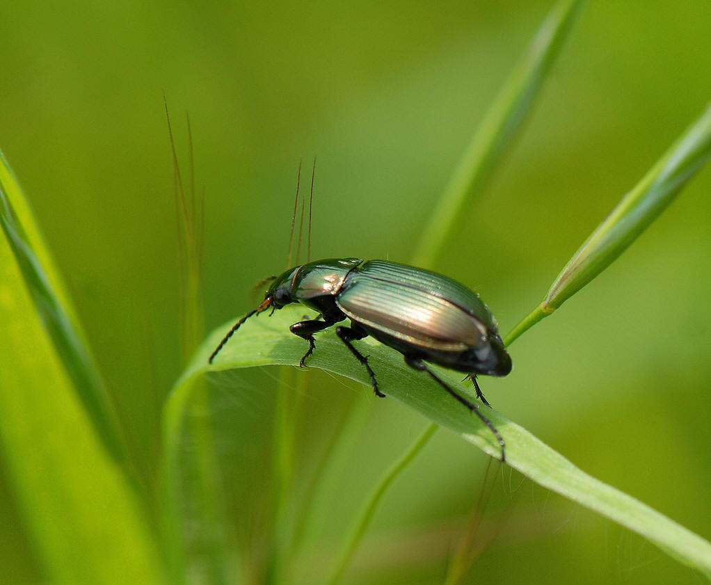 步甲科carabidae
