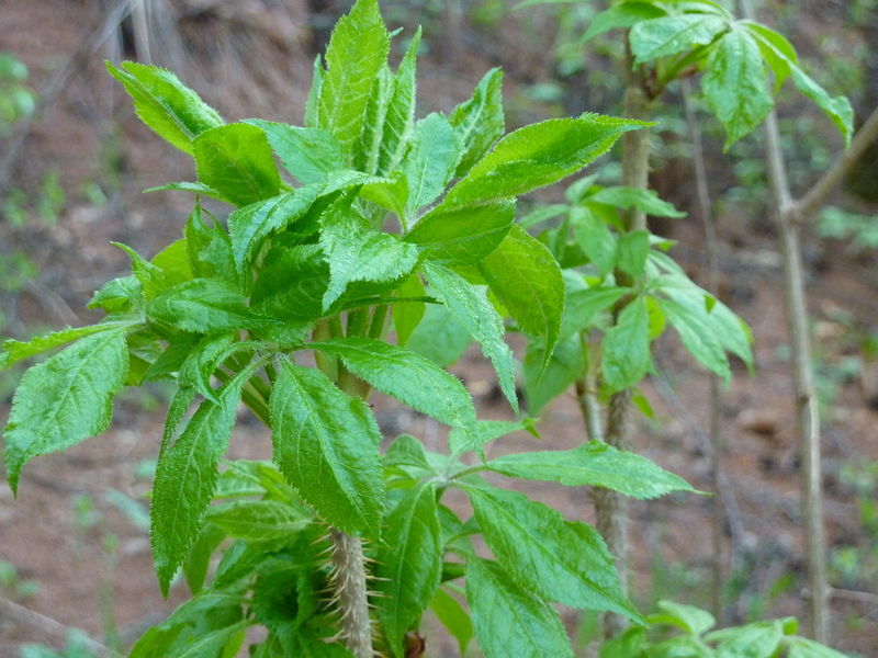  p>刺五加(拉丁学名: i>acanthopanax senticosus  /i>(rupr. maxim.