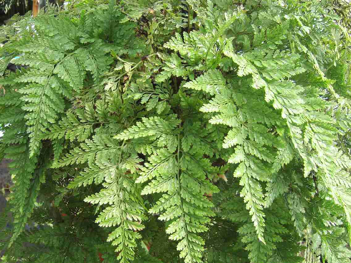  p>骨碎补(学名: i>davallia mariesii /i> moore ex bak.