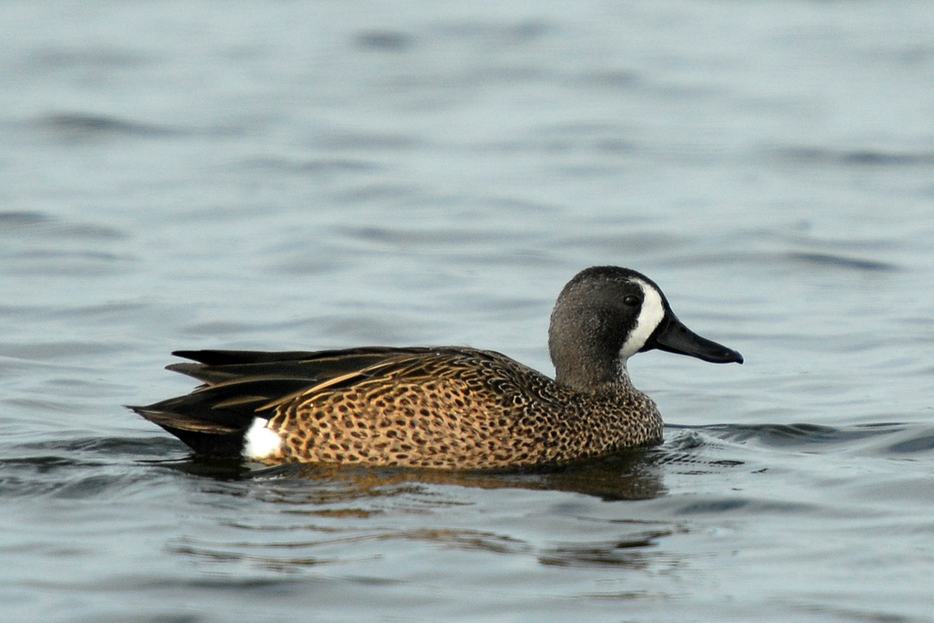  p>蓝翅鸭(学名:anas discors)是雁形目,鸭科的 a href="#" data