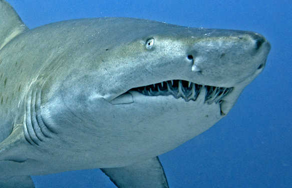 沙虎鲨