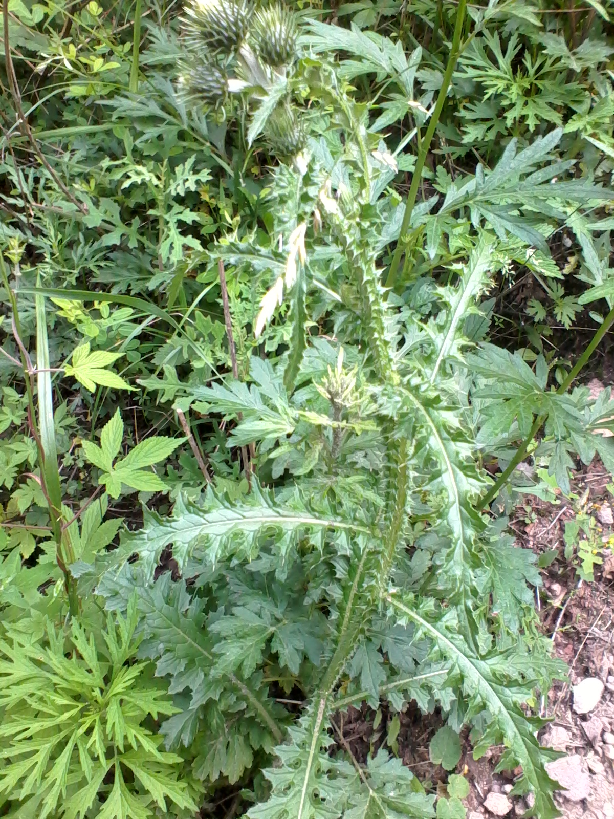 是菊科飞廉属植物,为二年生或多年生草本植物,茎圆柱形,具纵棱,并附