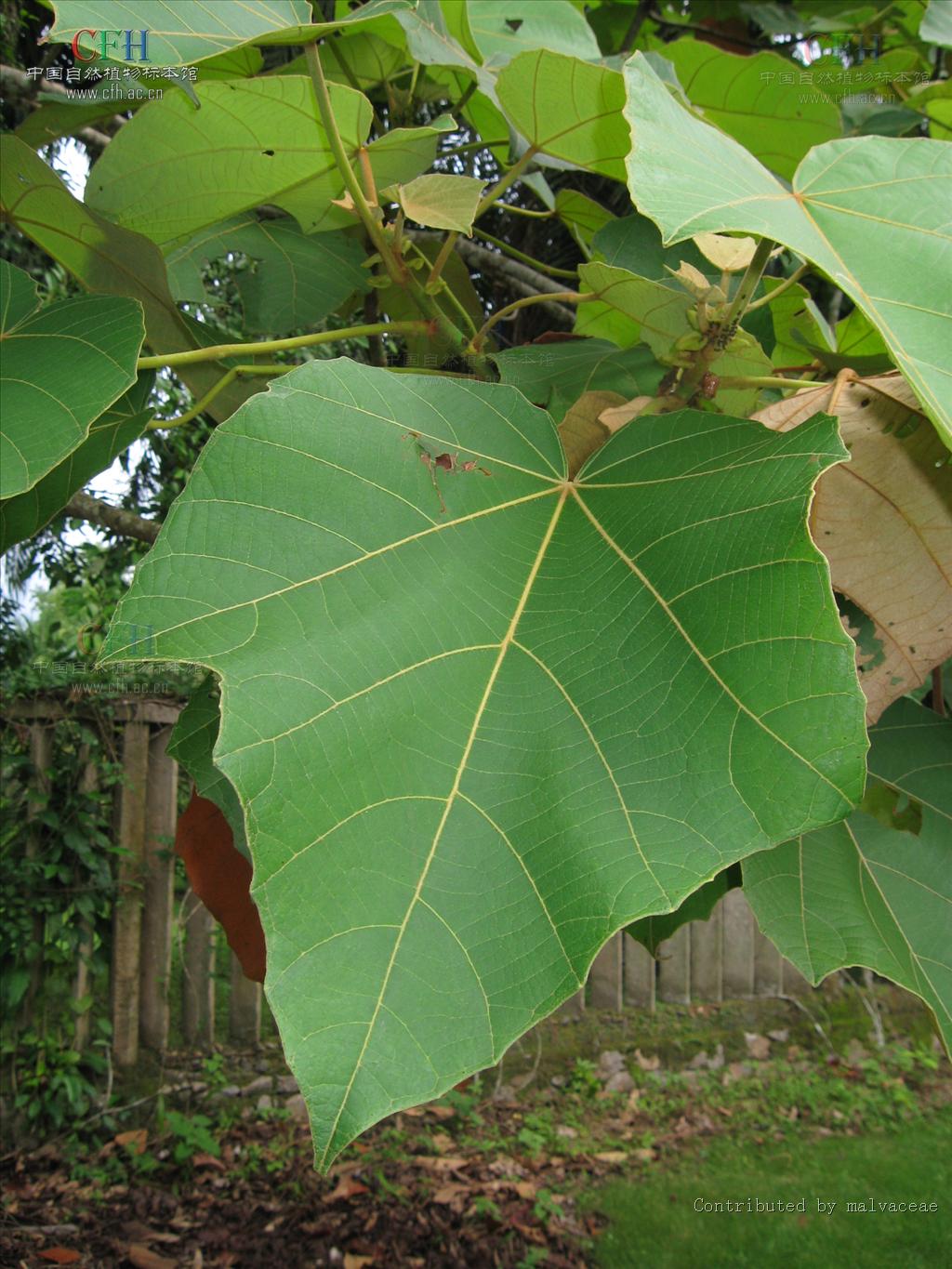  p>轻木属(学名:ochroma sw.