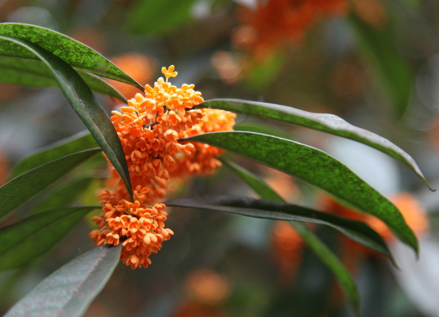  p>朱砂桂(学名: i>osmanthus fragrangs /i> c