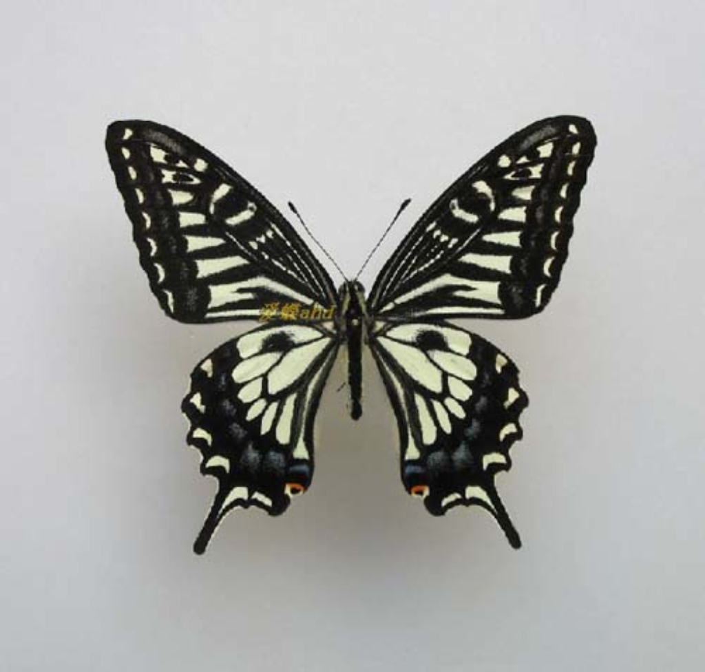  p>柑橘凤蝶(学名: i>papilio xuthus /i>)是凤蝶科,凤蝶属的蝴蝶.