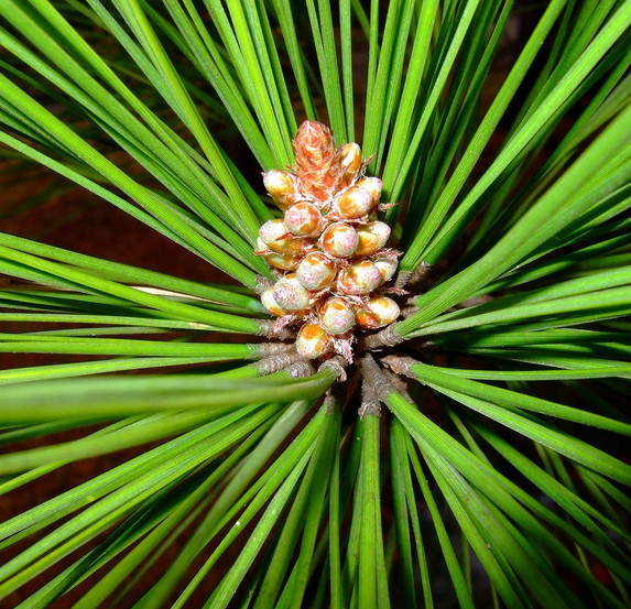 pinus taeda l.