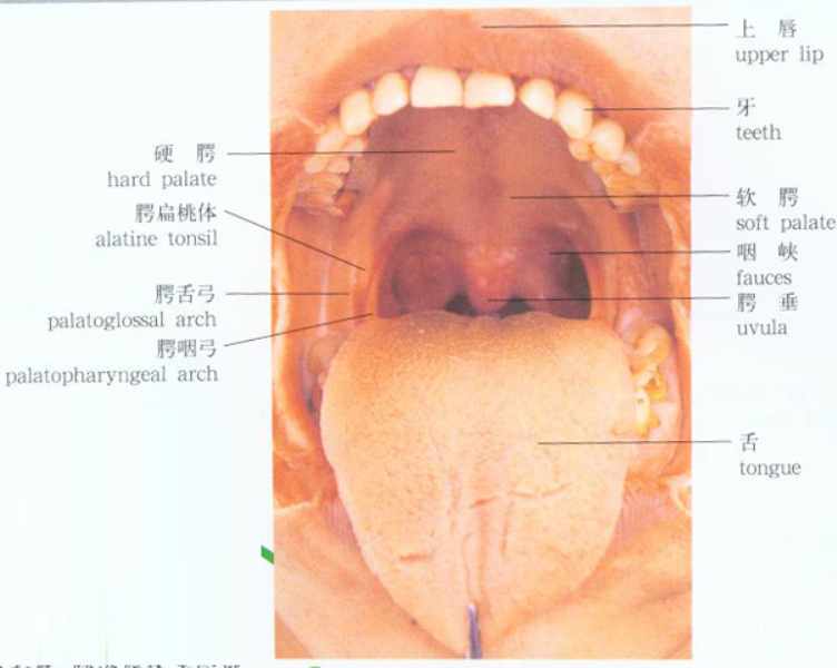  p>咽峡由腭垂,腭帆游离缘,两侧的腭舌弓及舌根共同围成的狭窄处称