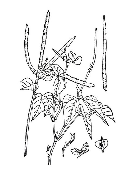 长豇豆