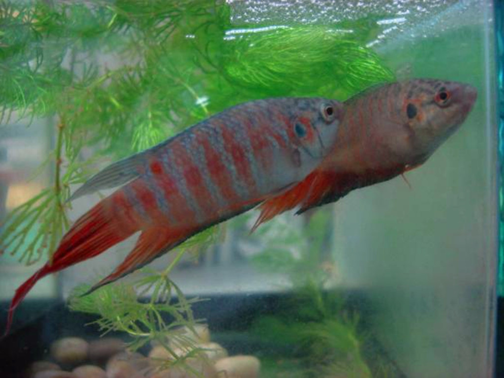 又名三斑斗鱼,台湾斗鱼,英文名称为天堂鱼(paradise fish),日本人称