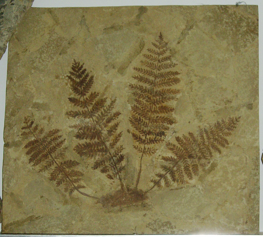 古代植物化石