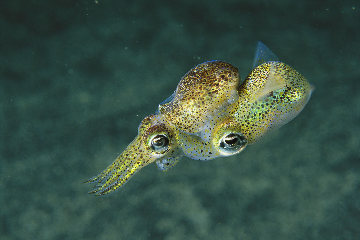  p>四盘耳乌贼(学名:euprymna morsei)为耳 a target="_blank" href="