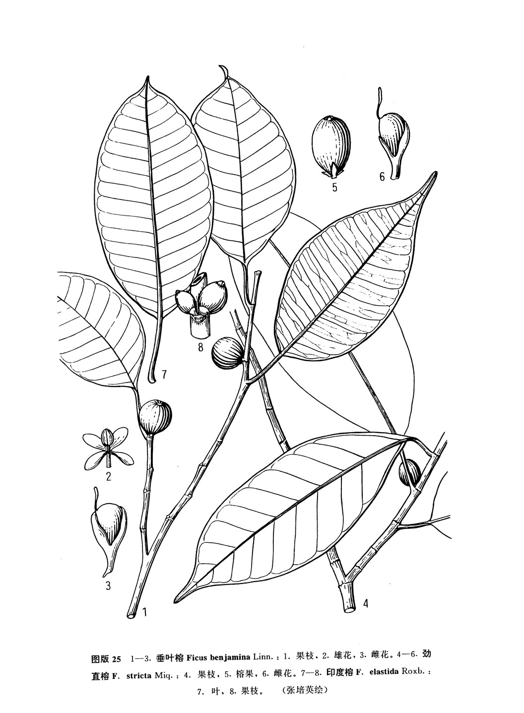 ficus benjamina linn.