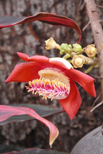  p>娑罗树(学名: i>shorea /i>  i>robusta   /i>gaertn.