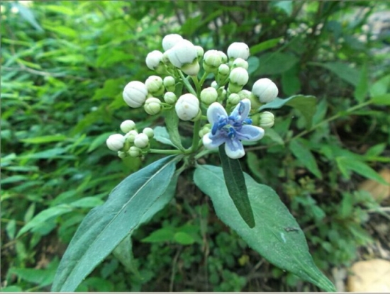 腺药珍珠菜(原变种)