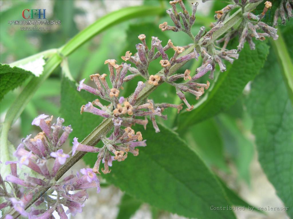 是马钱科醉鱼草属植物.花期4-10月,果期6-12月.