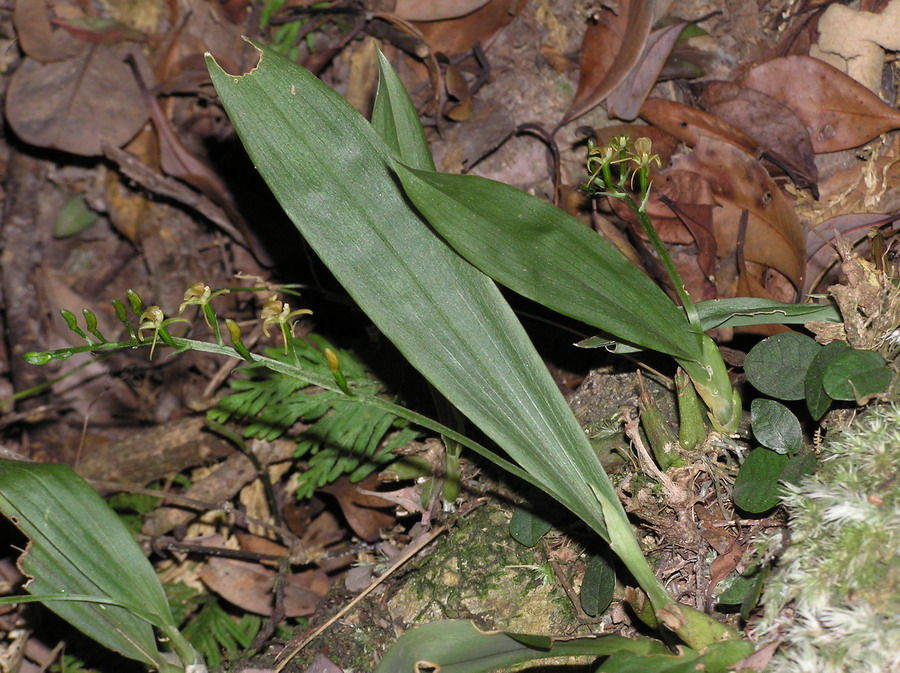 wang)是 a target="_blank" href="/item/兰科羊耳蒜属">兰科羊耳蒜属