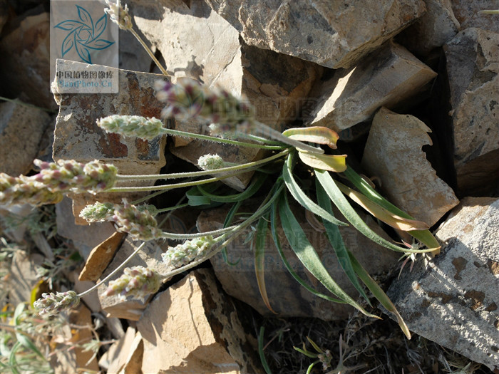  p>蛛毛车前,是一种 a target="_blank" href="/item/车前科/2297624"