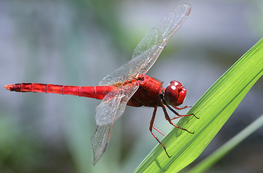 猩红蜻蜓
