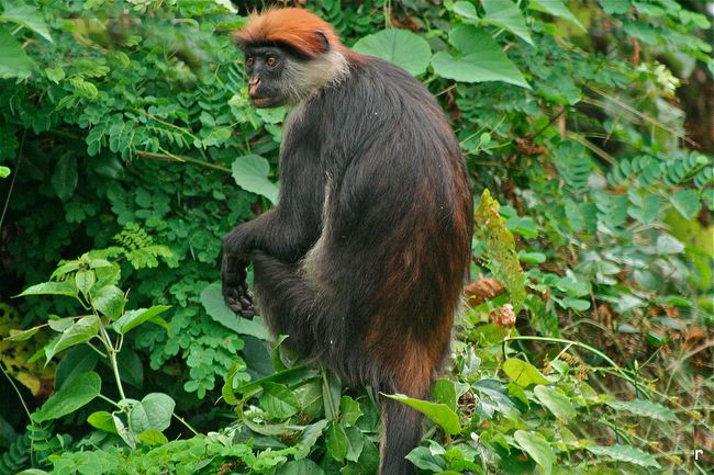 乌德宗瓦红疣猴