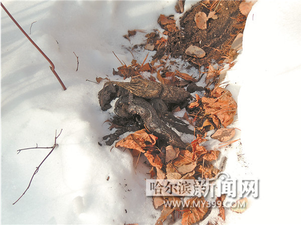  p data-id="gnbhfh1st3">虎粪,即老虎的 a target="_blank" href="