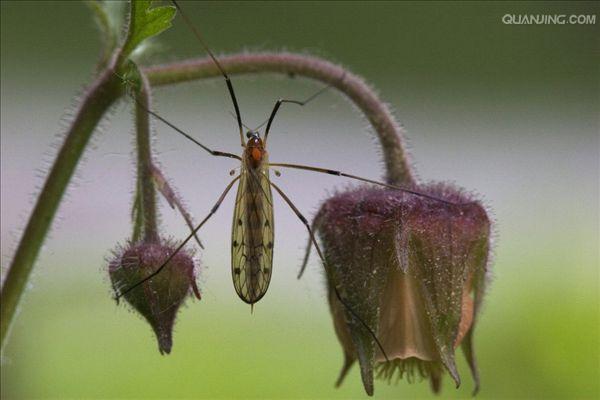  p>大蚊(crane fly), a target="_blank" href="/item/双翅目">双翅目