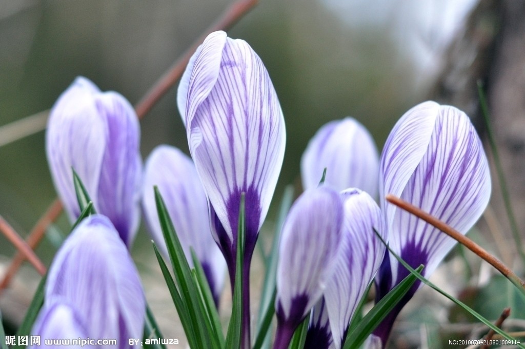 有白,黄,淡紫蓝三种 a href="#" data-lemmaid="4120219">花色 /a>.