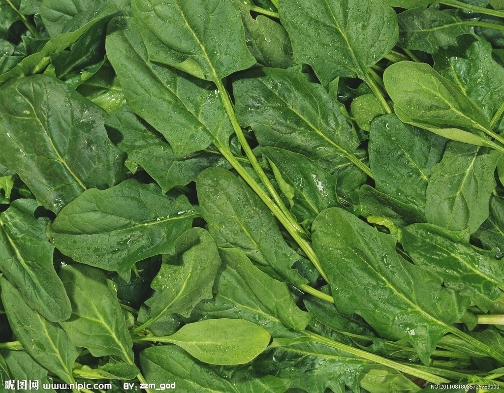  p>菠菜属(学名:spinacia l.
