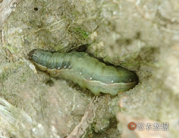  p>甜菜夜蛾(beet armyworm)学名 i> /i> i>spodoptera exigua /i>