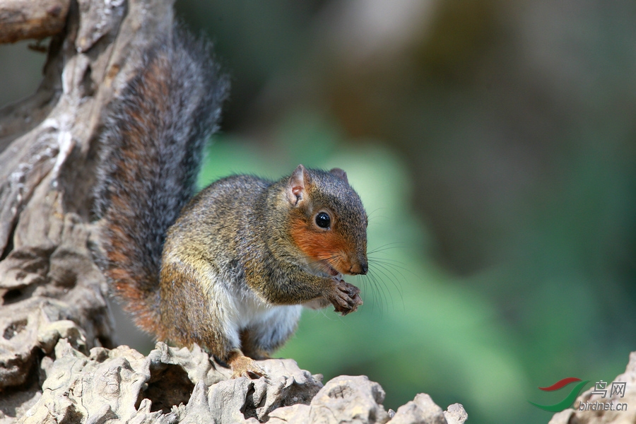 红颊长吻松鼠