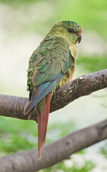  p>南方锥尾鹦鹉(学名: i>enicognathus ferrugineus /i>):是鸟纲