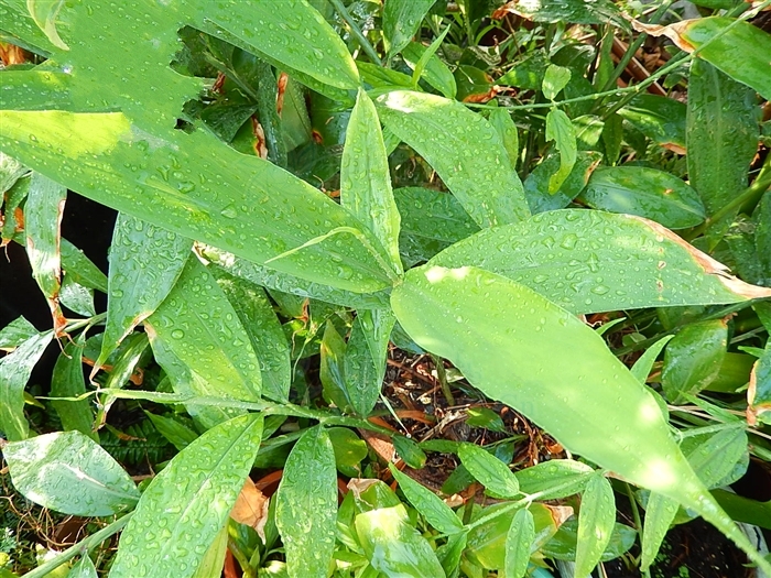 fang)是姜科, a target="_blank" href="/item/山姜属/84