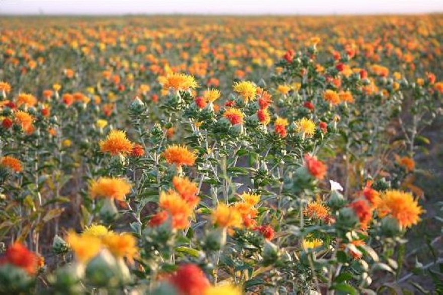  p data-id="gnx62jv7fv">红花籽(safflower see