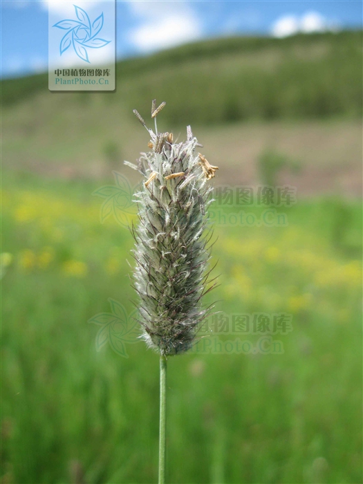  p>看麦娘属学名为 alopecurus,根据植物学大辞典的解释,希腊字