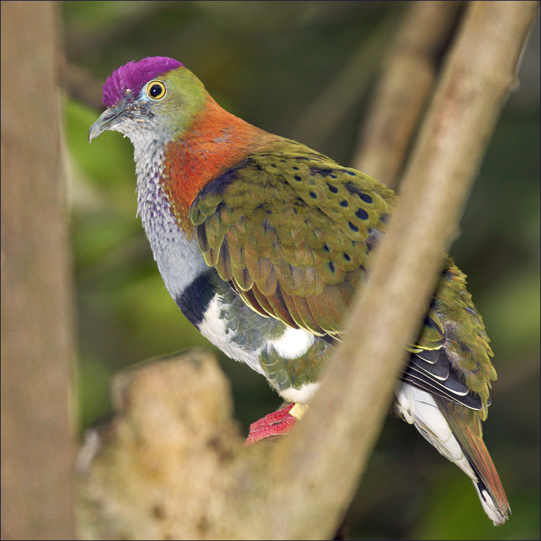  p>华丽果鸠是 a target="_blank" href="/item/鸟纲/1194548" data